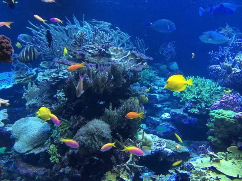 Punta Cana: Catalina Island Day Trip with Snorkeling - The Sum Up