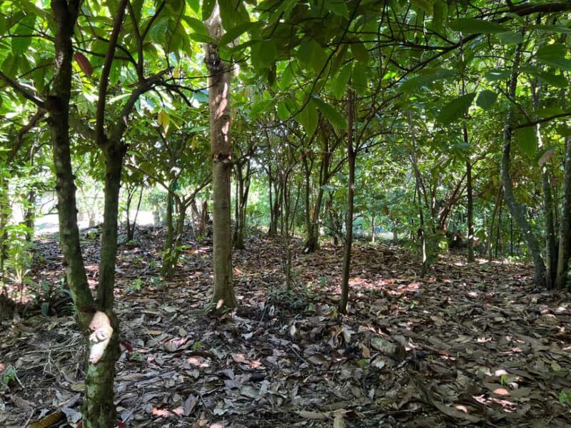 Punta Cana: Coffee Plantation, Chocolate, and Sugar Cane - FAQ