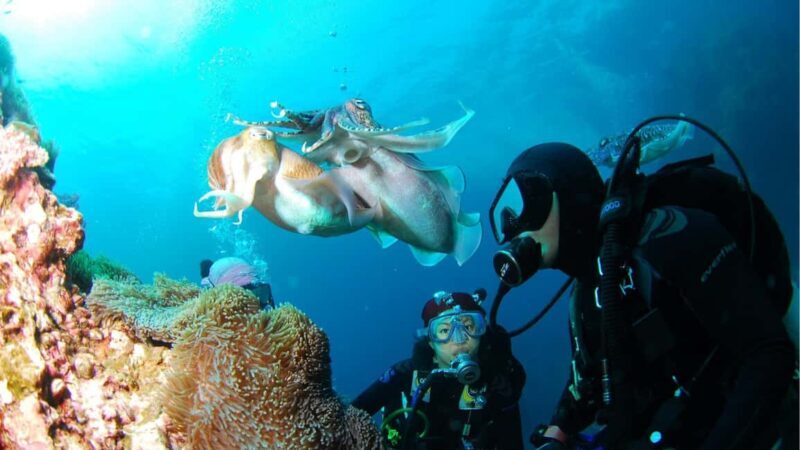 Punta Cana: Dive the Coral Paradise of Catalina Island - The Value of the Experience