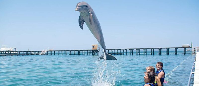 Punta Cana Dolphin Adventure: 40-Minute Interaction - The Sum Up