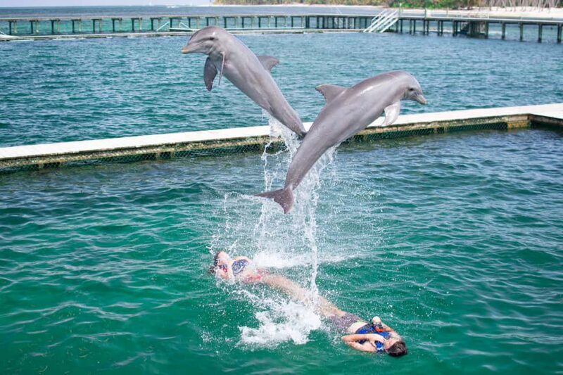 Punta Cana: Dolphin Explorer Swims and Interactions - What to Expect from the Dolphin Explorer Tour