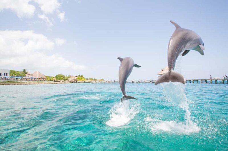 Punta Cana: Dolphin Explorer Swims and Interactions - In The Sum Up