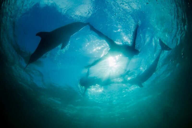 Punta Cana: Dolphin Explorer Swims and Interactions - FAQ
