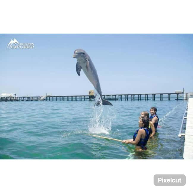 Punta Cana: Dolphin Park Entry and Swim with Dolphins - Who Should Consider This Tour?