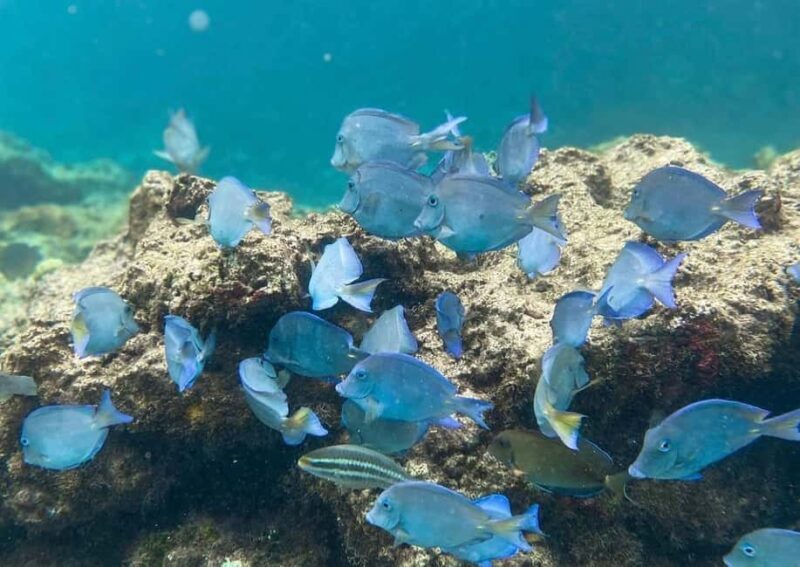 Punta Cana: Full-day Snorkelling Tour in Catalina Island - Key Points