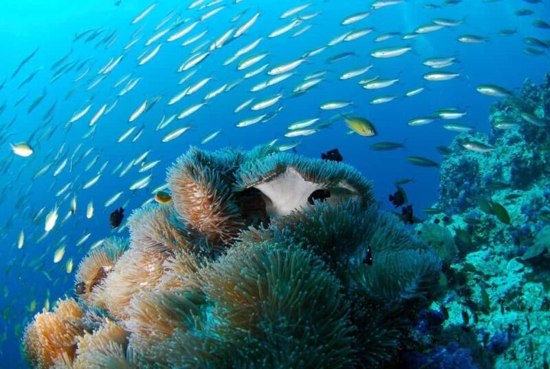 Punta Cana: Island escape to catalina snorkeling & lunch - Key Points