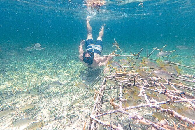 Punta Cana Private Cruise Up To 10 Snorkeling & Seafood lunch - Authentic Experiences and Real Guest Feedback