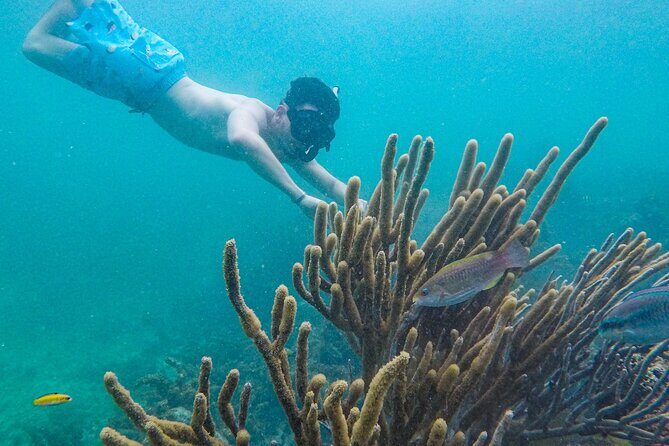 Punta Cana Private Cruise Up To 10 Snorkeling & Seafood lunch - The Sum Up