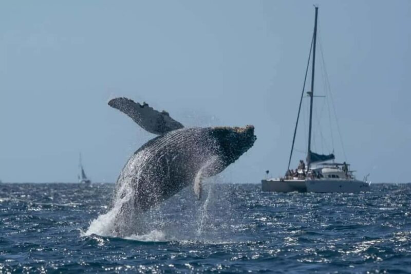 Punta Cana: Samaná Whale Watching and El Limón Day Tour - Exploring the Tour: What’s Included and What to Expect