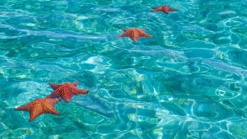 Punta Cana: Saona Island Tour & catamaran food & open Bar - FAQ