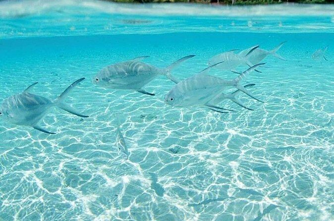 Punta Cana Speed Boat Tour and Snorkeling - Who Should Consider This Tour?