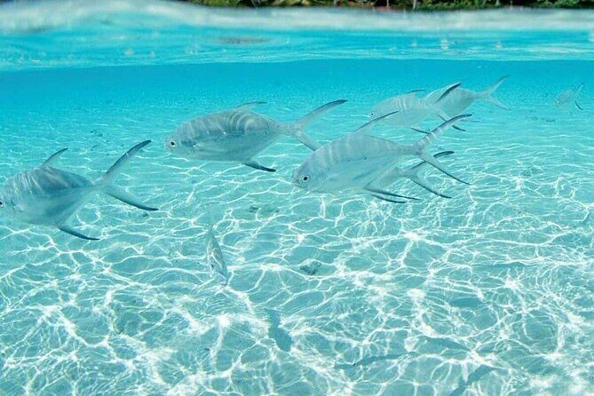 Punta Cana Speed Boat Tour and Snorkeling - FAQs
