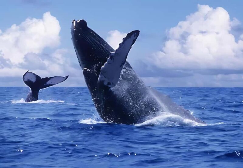 Punta Cana: Whale Watching and Bacardi Island Day Trip - Key Points