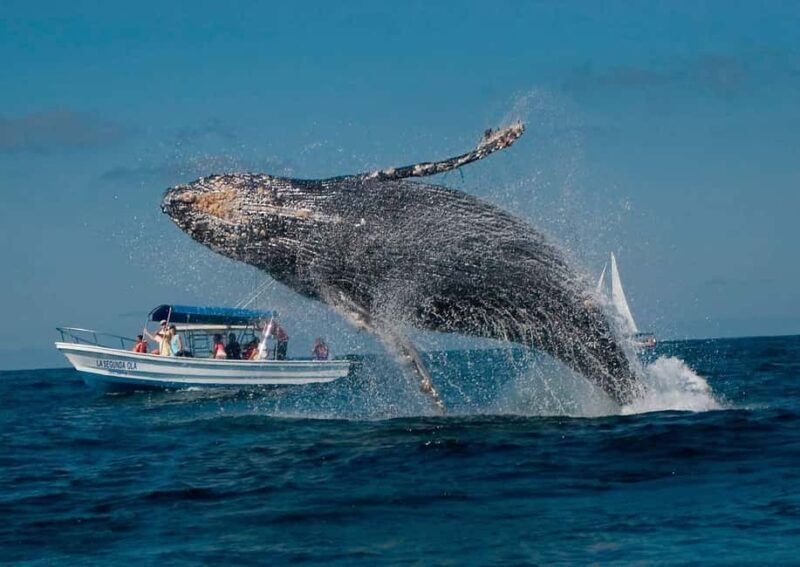 Punta Cana: Whale Watching and Bacardi Island Day Trip - An Authentic, Well-Rounded Tour
