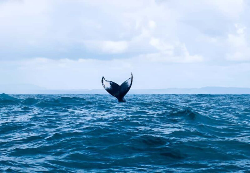 Punta Cana: Whale Watching and Bacardi Island Day Trip - Transportation, Duration, and Practicalities