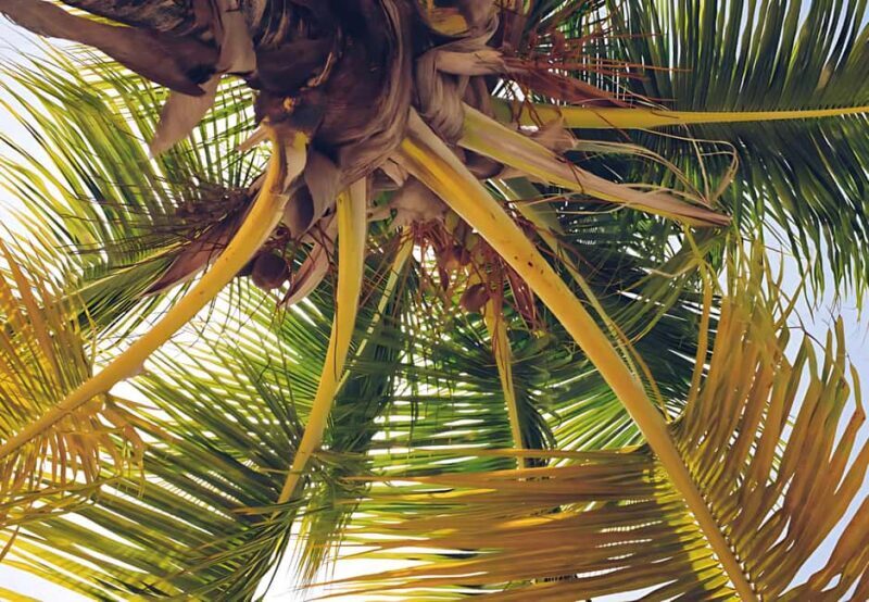 Punta Cana: Whale Watching and Bacardi Island Day Trip - Authentic Experiences and Traveler Feedback