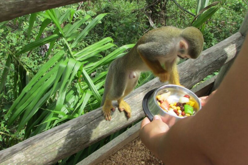 Punta Cana: Ziplines Adventures & Monkeyland Entry - Authenticity and Safety
