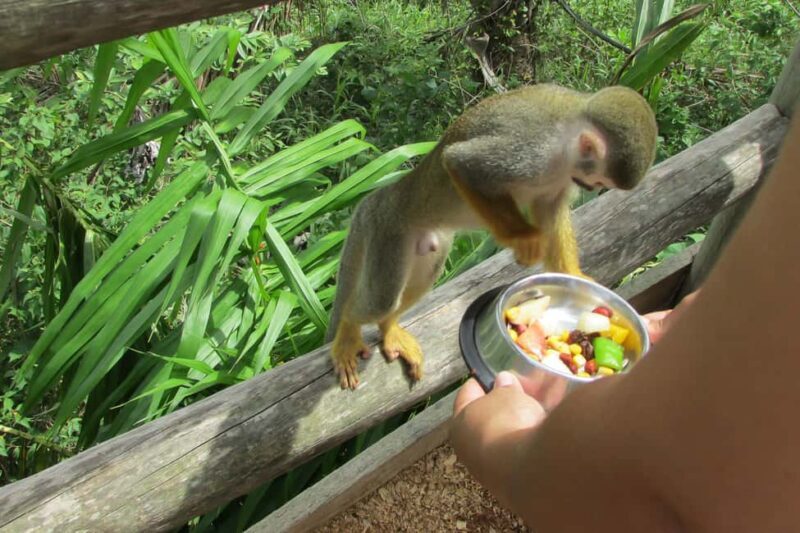 Punta Cana: Ziplines Adventures & Monkeyland Entry - Final Thoughts