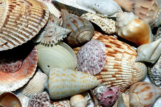 Punta Gorda/Boca Grande Beach Day Private 5hr Charter - Who Will Love This Tour?
