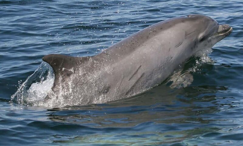 Punta Gorda/Boca Grande Dolphin Tour and Cabbage Key - Key Points