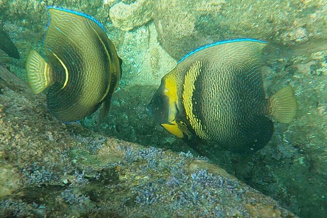 Punta Mita Fishing Experience and Snorquel at Secluded Reefs - The Value of the Experience