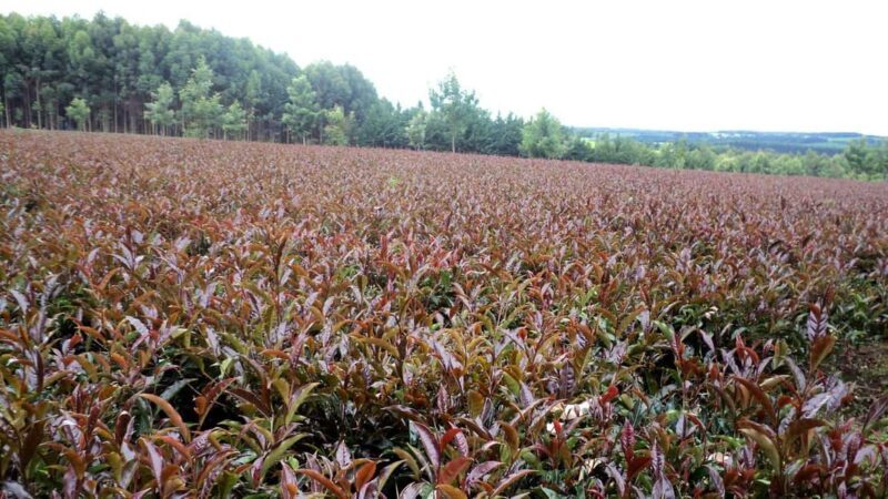 Purple Tea Farm Tour from Nairobi with Tea Tasting & lunch - Key Points