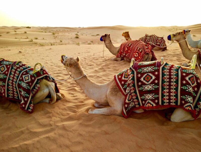 Pushkar: Camel Sunset Safari Adventure - FAQ
