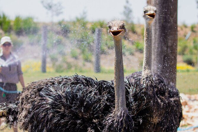 PVT Guided Tour: Sydney Opera House and Featherdale Wildlife Park - Why This Tour Offers Good Value for Money