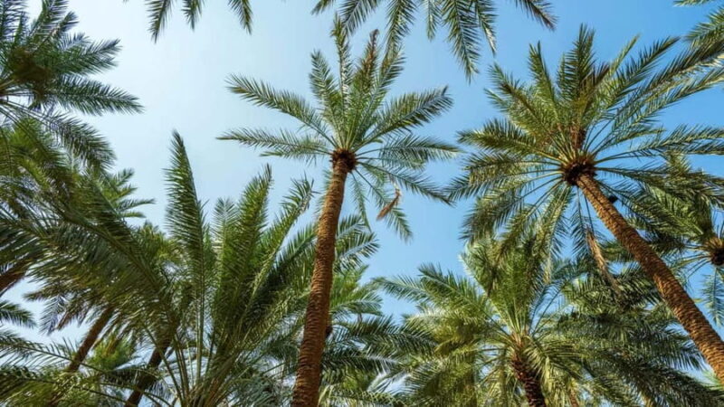 Qassim Heritage Tour: Culture, Markets & Traditions - FAQs