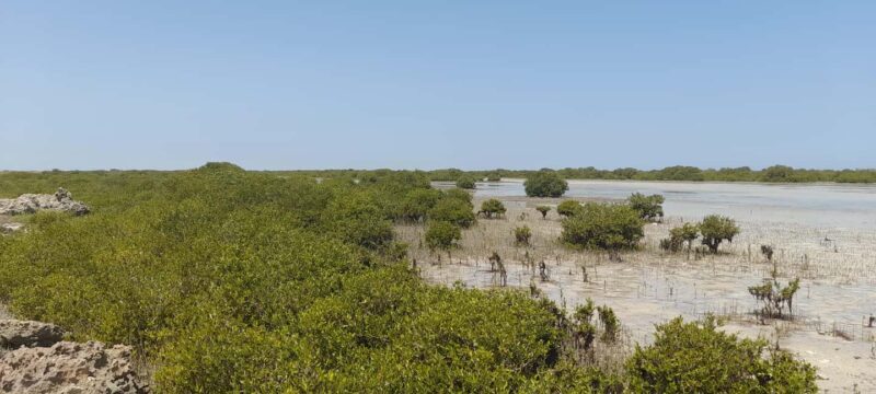 Qatar: North Tour, Al Zubara Fort and Purple Island - Overall Value and Final Thoughts