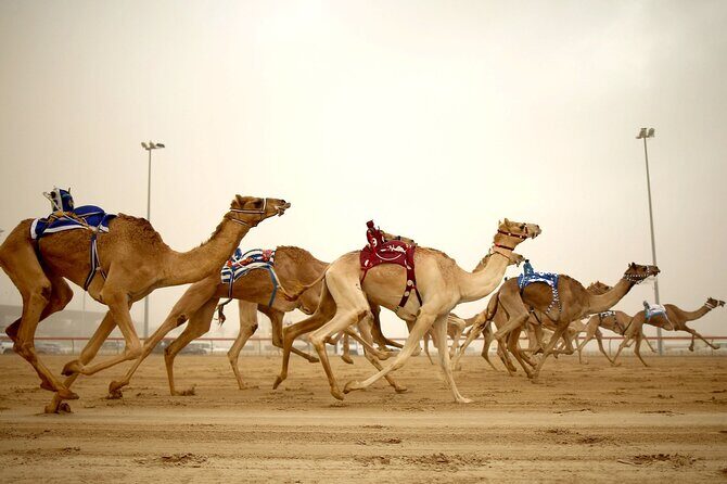 Qatar West Coast tour to Richard Serra Sculpture and Mushroom Rock Formation - Key Points