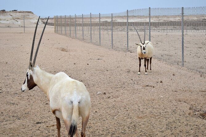 Qatar West Coast tour to Richard Serra Sculpture and Mushroom Rock Formation - FAQ