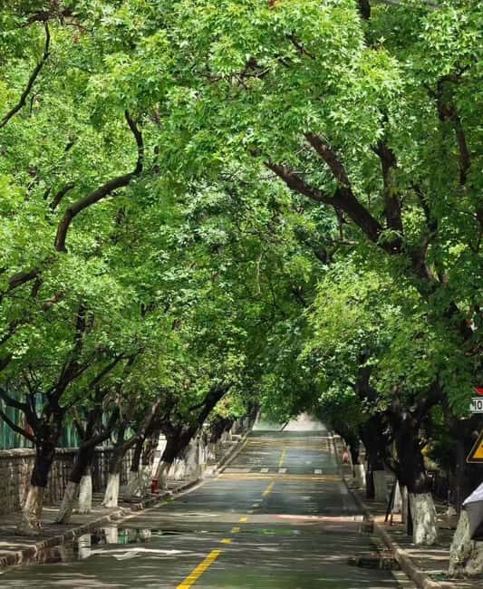 Qingdao: Badaguan Scenic Area Guided Walking Tour - The Sum Up: Who Will Love This Tour?
