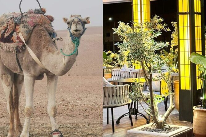 Quad bike & Camel ride Agafay & dinner at Chouf LOr Restaurant - Key Points
