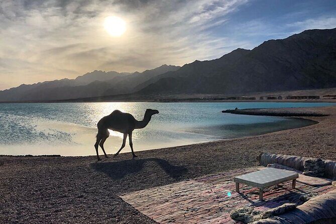 Quad Bike Trip to Wadi Gunai from Dahab - What to Expect from the Wadi Gunai Quad Bike Trip
