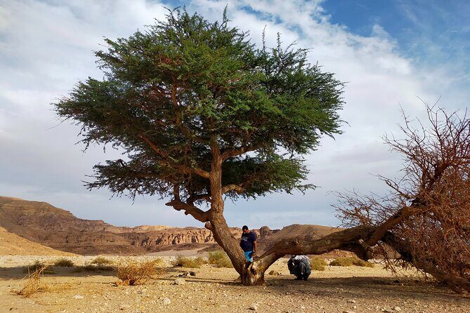 Quad Bike Trip to Wadi Gunai from Dahab - What the Reviews Say