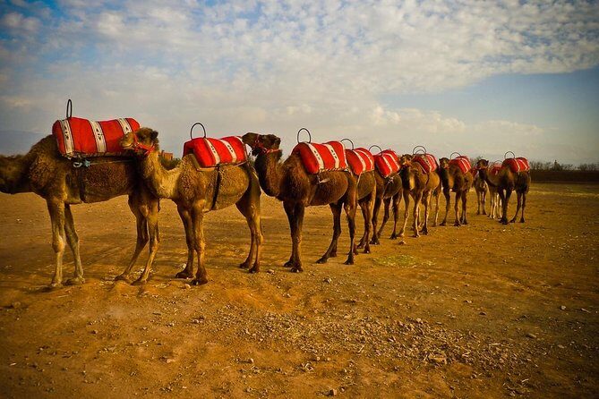 quad biking and camel ride in Marrakech palmerie - Key Points