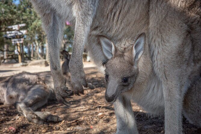 Quad Biking, Koalas and Kangaroos - Private Tour - Who Should Consider This Tour?