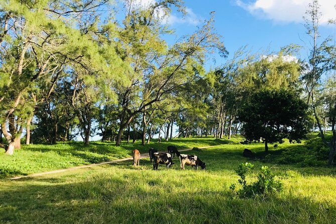 Quad Excursion South Mauritius 35km - FAQ