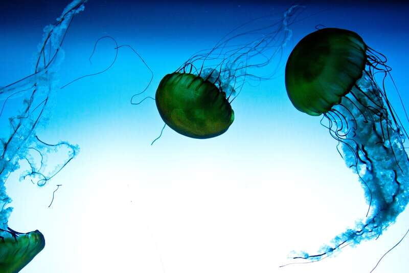 Quebec: Aquarium du Quebec Entry Ticket - What to Expect During Your Visit