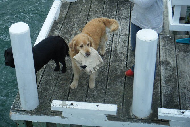 Queen Charlotte Sound Mail Boat Cruise - Summing Up: Is This Tour Worth It?