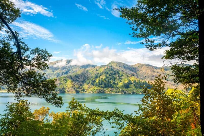 Queen Charlotte Track: Cruise & Self-Guided Hike from Picton - Key Points