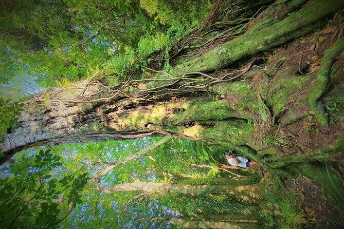 Queen Charlotte Track - Ultimate one Day Walk and Cruise - Value and Practical Considerations