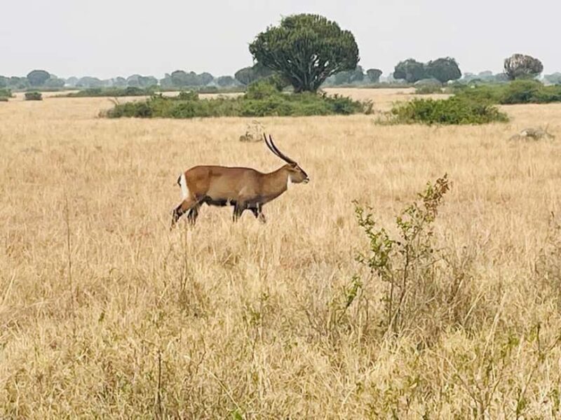 Queen Elizabeth National Park 3-Day Trip from Kampala - Key Points