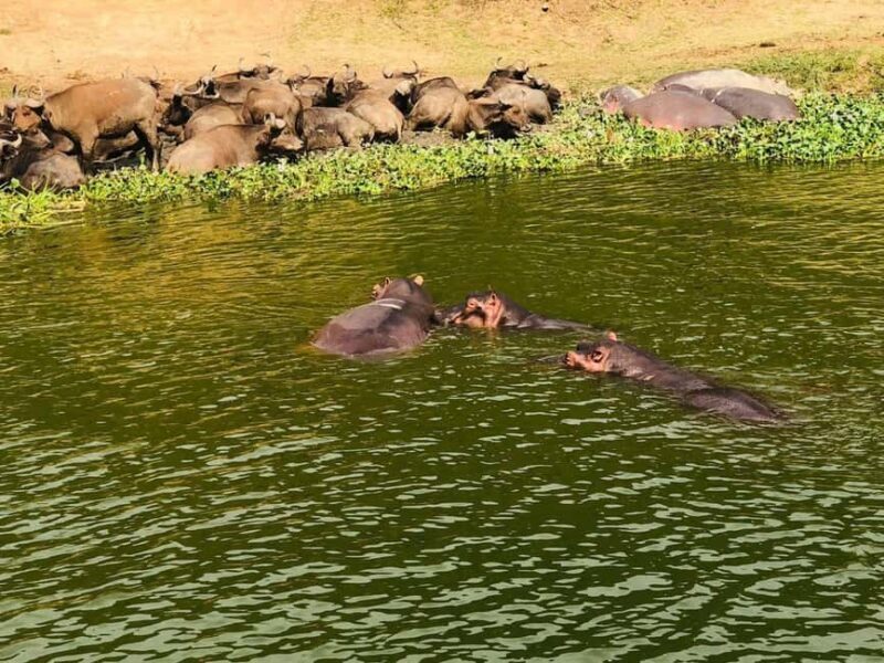 Queen Elizabeth National Park 3-Day Trip from Kampala - Practical Tips for Travelers