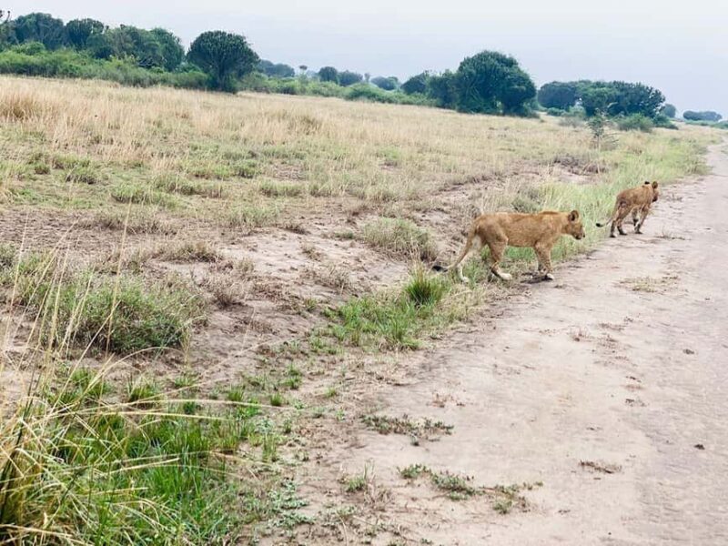 Queen Elizabeth National Park 3-Day Trip from Kampala - Frequently Asked Questions
