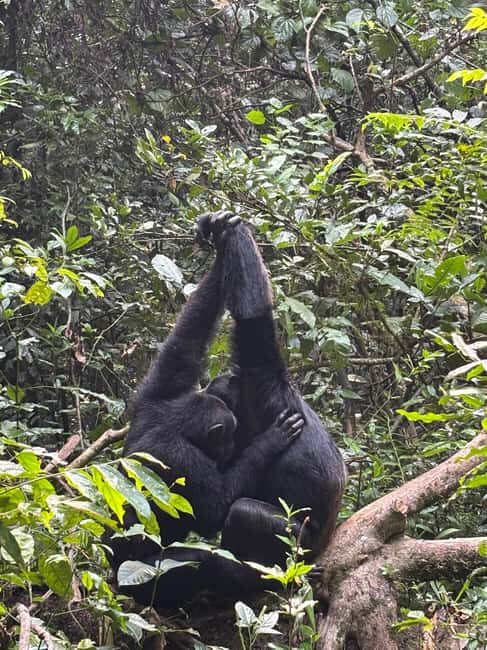 Queen Elizabeth National Park Day Safari - An In-Depth Look at the Queen Elizabeth National Park Day Safari