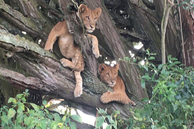 Queen Elizabeth Open Safari Jeeps for game drives. - An In-Depth Look at the Queen Elizabeth Safari Jeep Tour