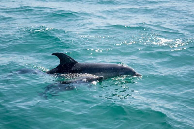 Queenscliff: 1.5hr Harbour Wildlife Sightseeing Cruise Tour - Key Points