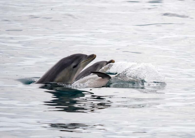 Queenscliff: 1.5hr Harbour Wildlife Sightseeing Cruise Tour - Frequently Asked Questions